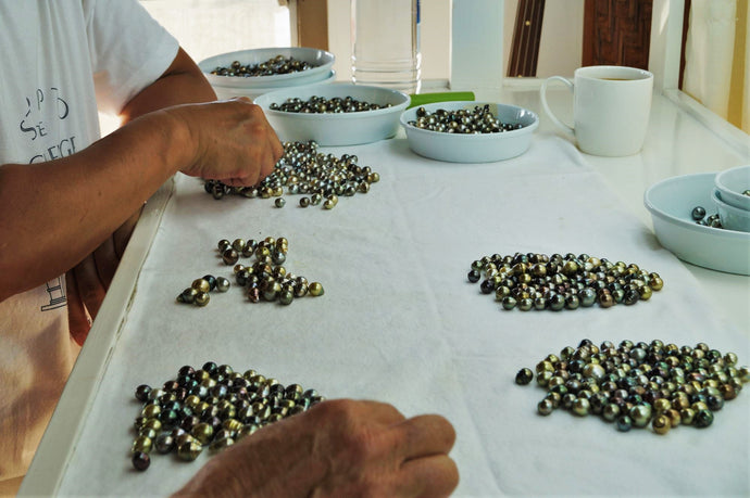Anticipation and Elation: The Happy Pearl Farmers of Fiji