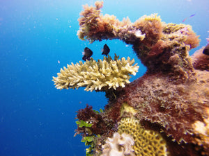 Coral Gardening: Rehabilitating Taveuni's Reefs with Makaira Resort