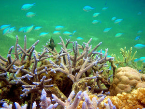 Matangi Island Coral Reef Rebuild